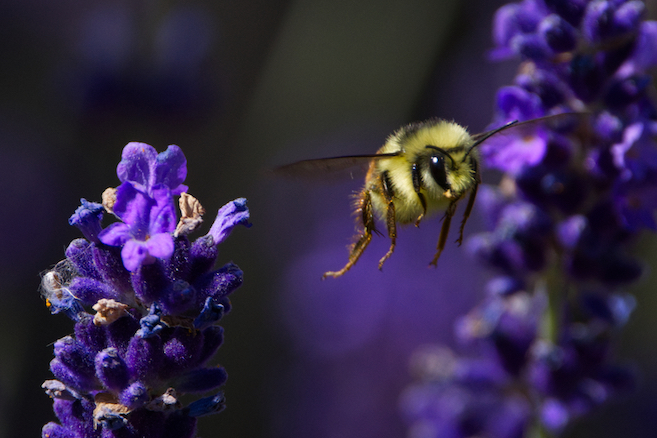 bee fly